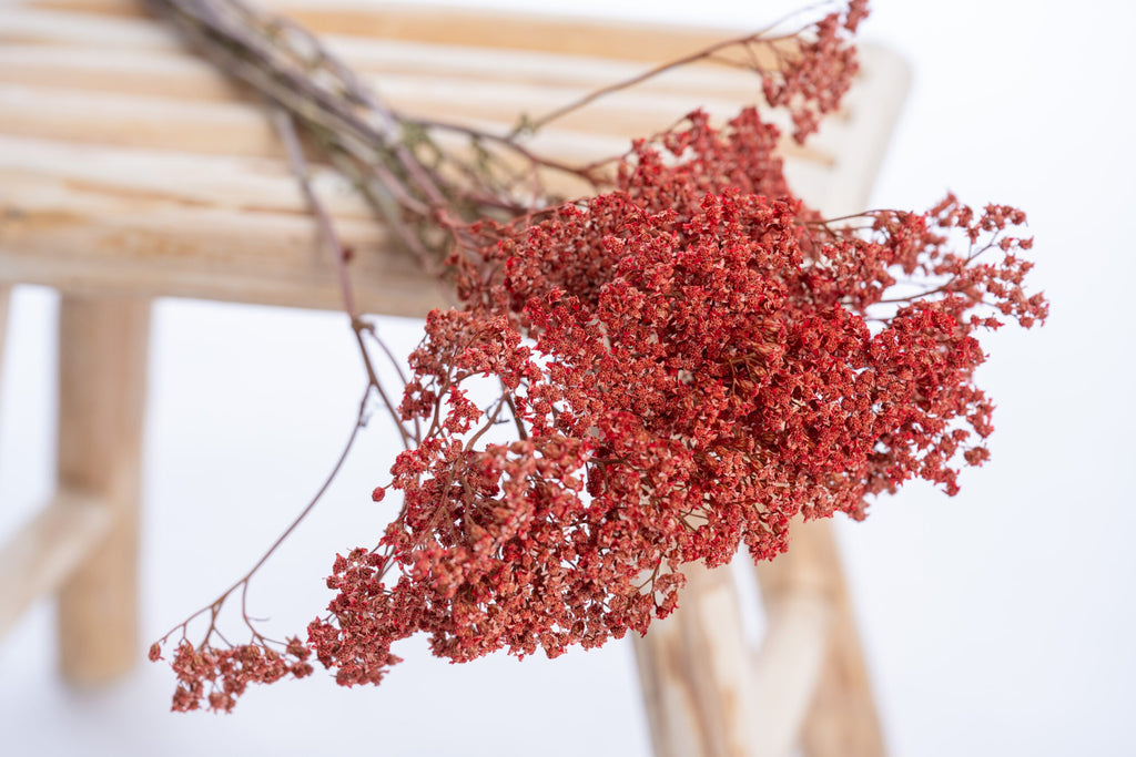 Achillée rouge vénitien en fleur séchée bio