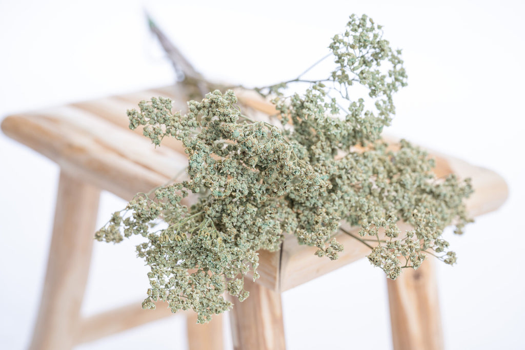 Botte d’achillée séchée localement, teinte verte