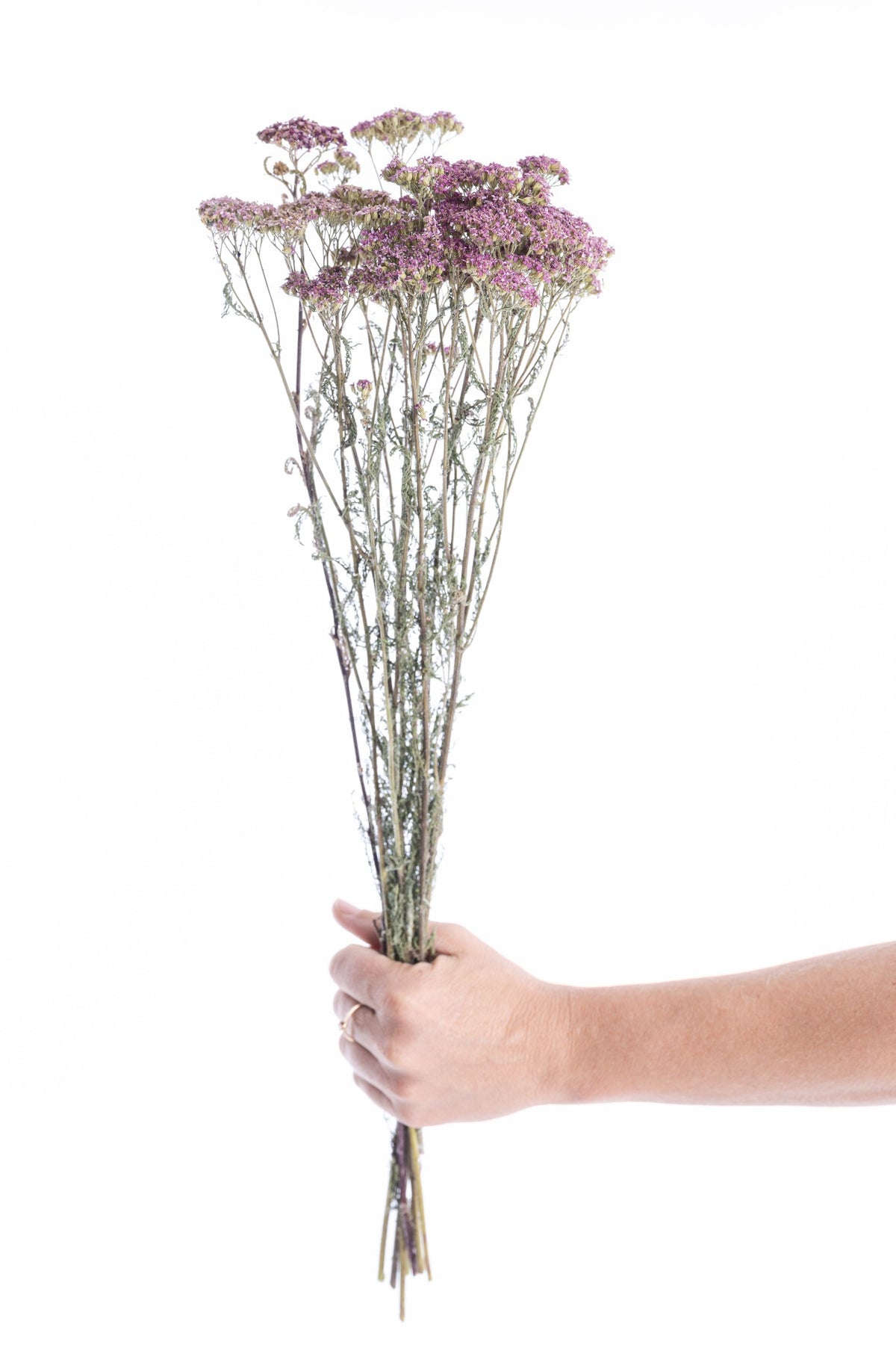 Botte d’achillée violette séchée bio française cultivée et séchée naturellement dans le Gers