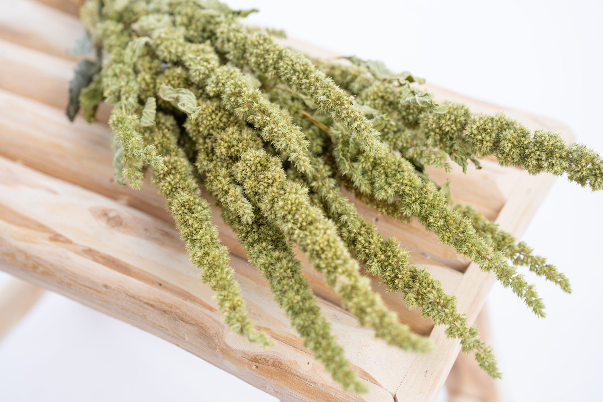 Fleurs séchées amarante verte bio producteur français