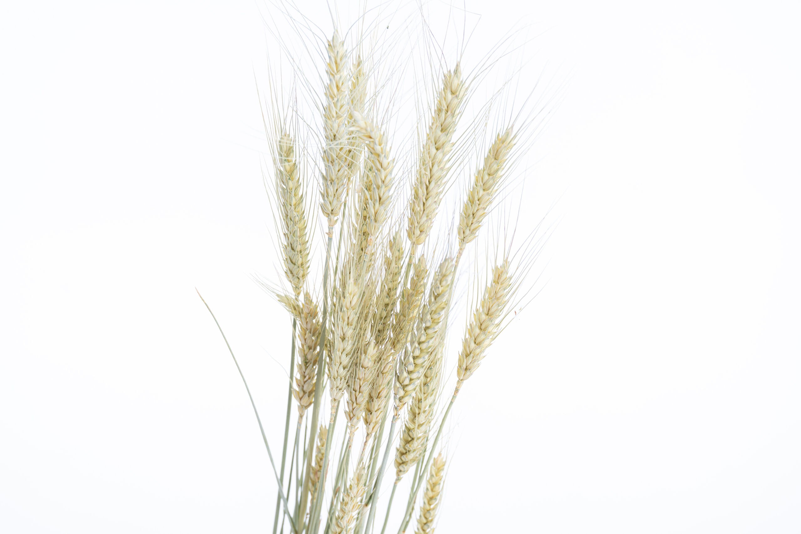 Blé séché bio pour compositions florales françaises