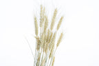 Blé séché bio pour compositions florales françaises