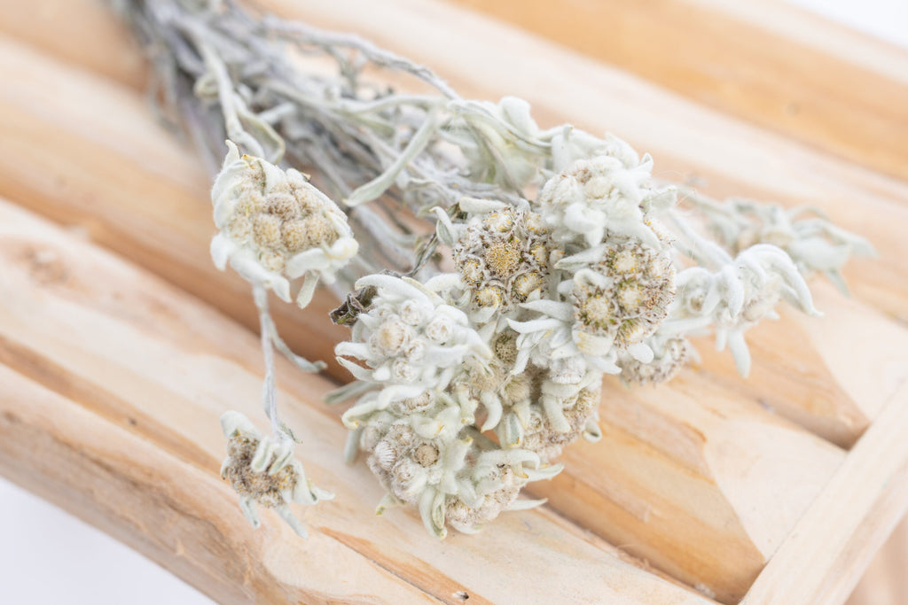 Edelweiss séché avec soin, photographié en gros plan