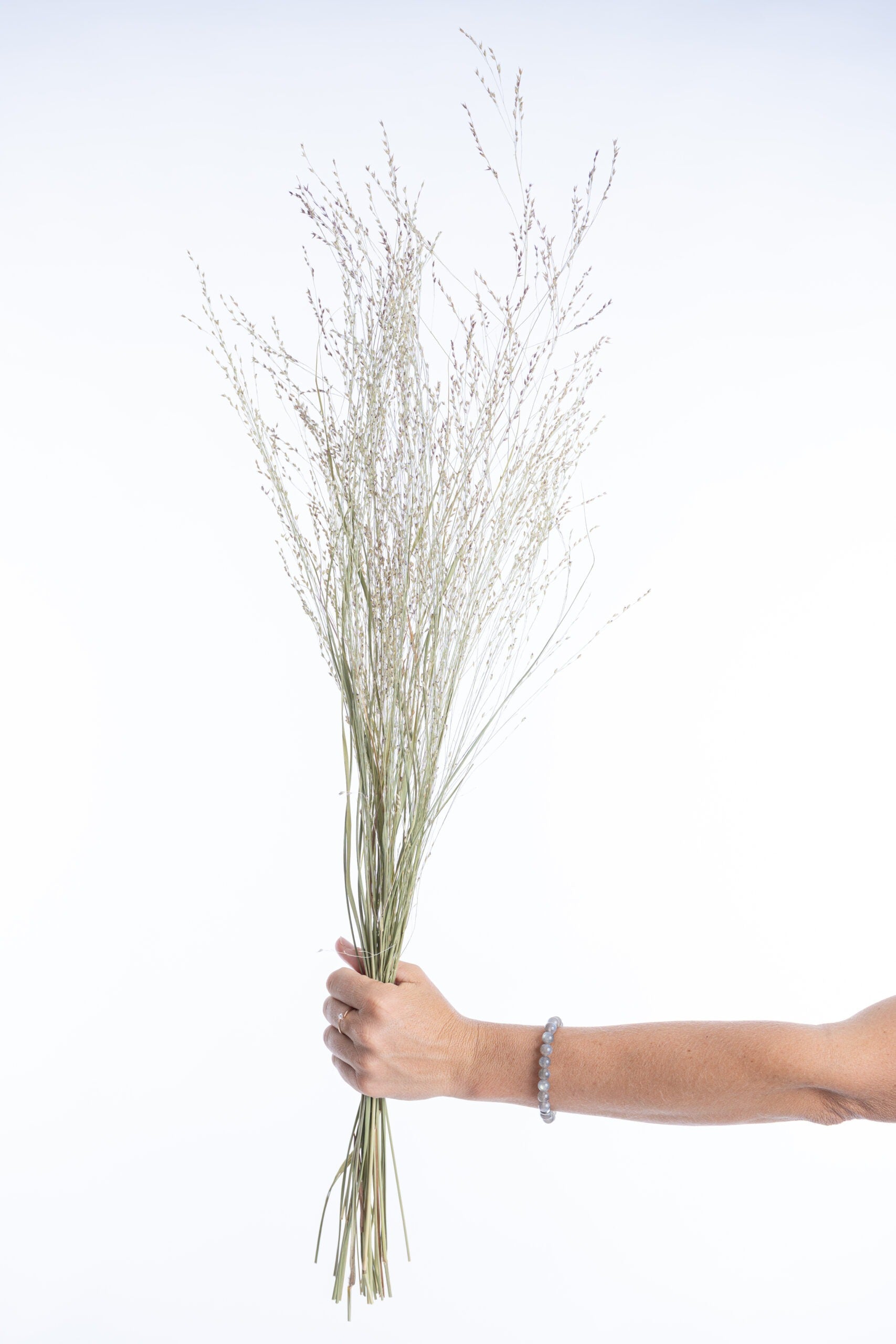 Tiges d’éragrostis séchées pour compositions florales