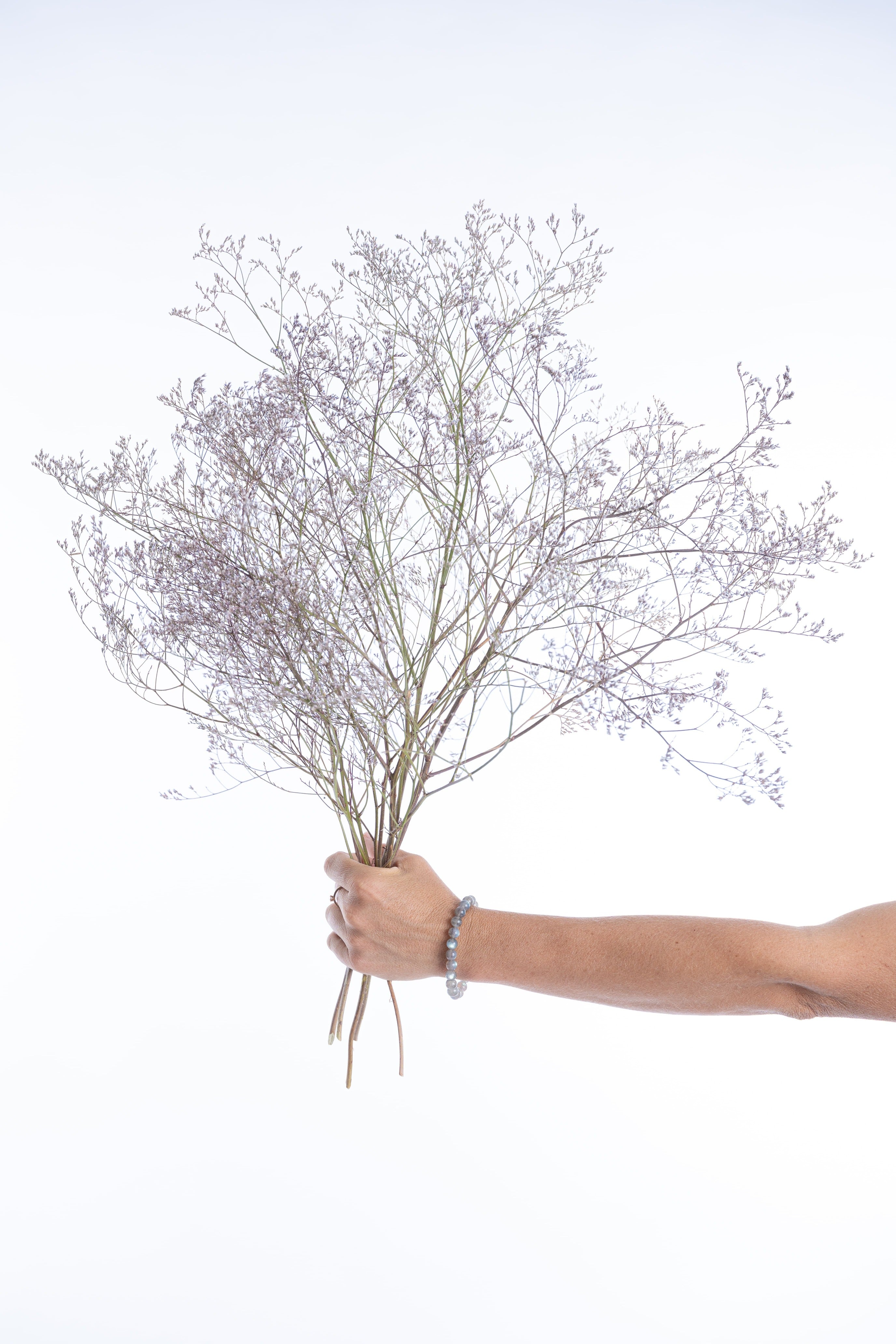 Main tenant une botte de Limonium latifolium séché cultivé sur la ferme florale Terralya