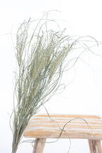 Miscanthus vert de Brontonico – Fleurs séchées colorées