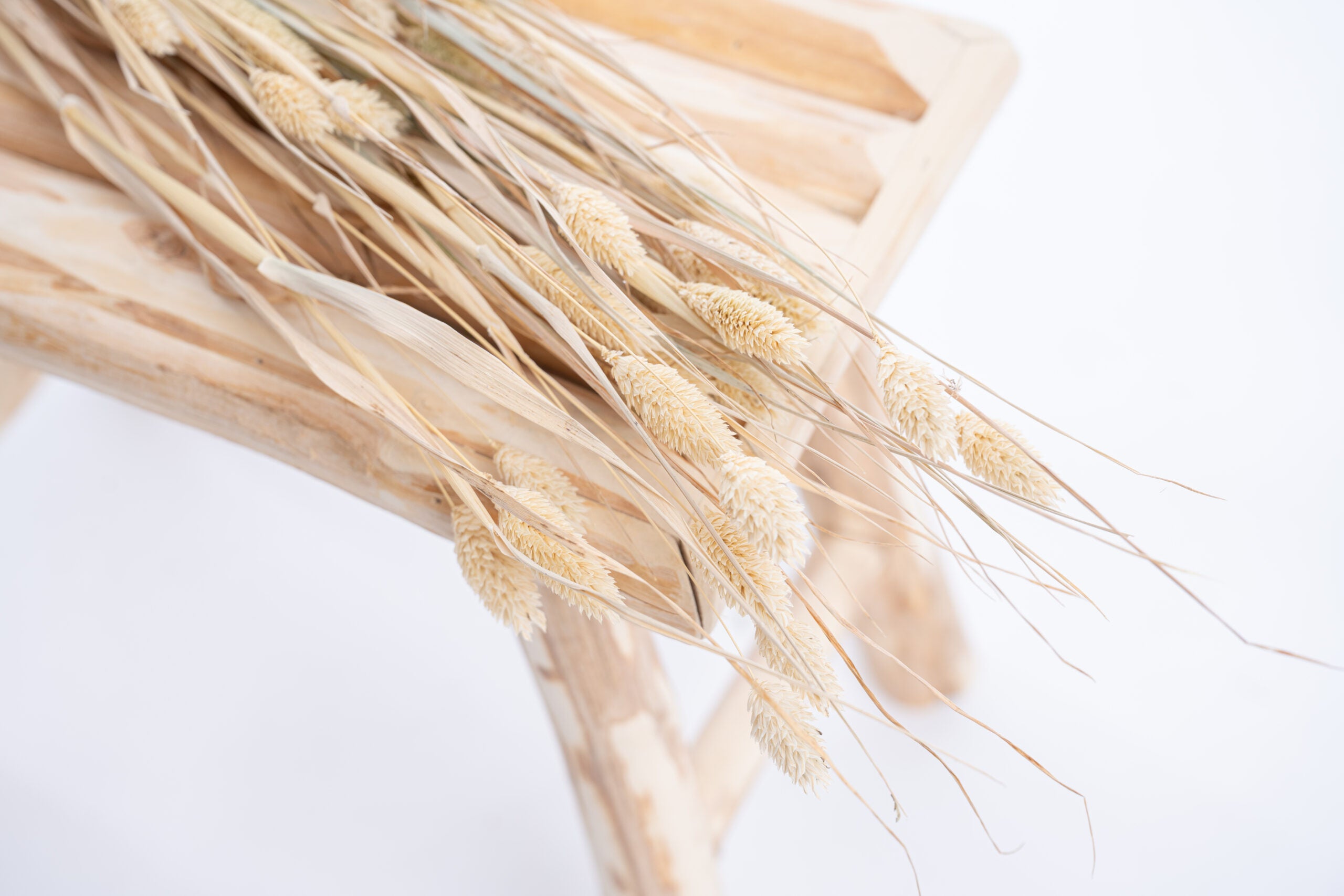 Phalaris séché bio en botte, fleurs séchées naturelles françaises