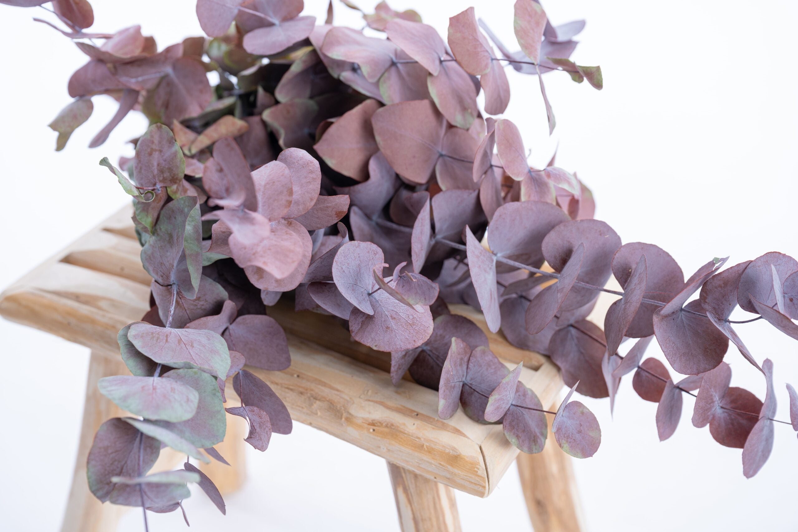 Eucalyptus cinerea stabilisé pourpre, texture souple et naturelle