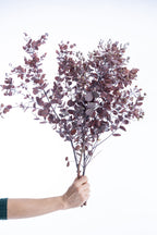 Eucalyptus gunnii stabilisé aux reflets rouge cuivre