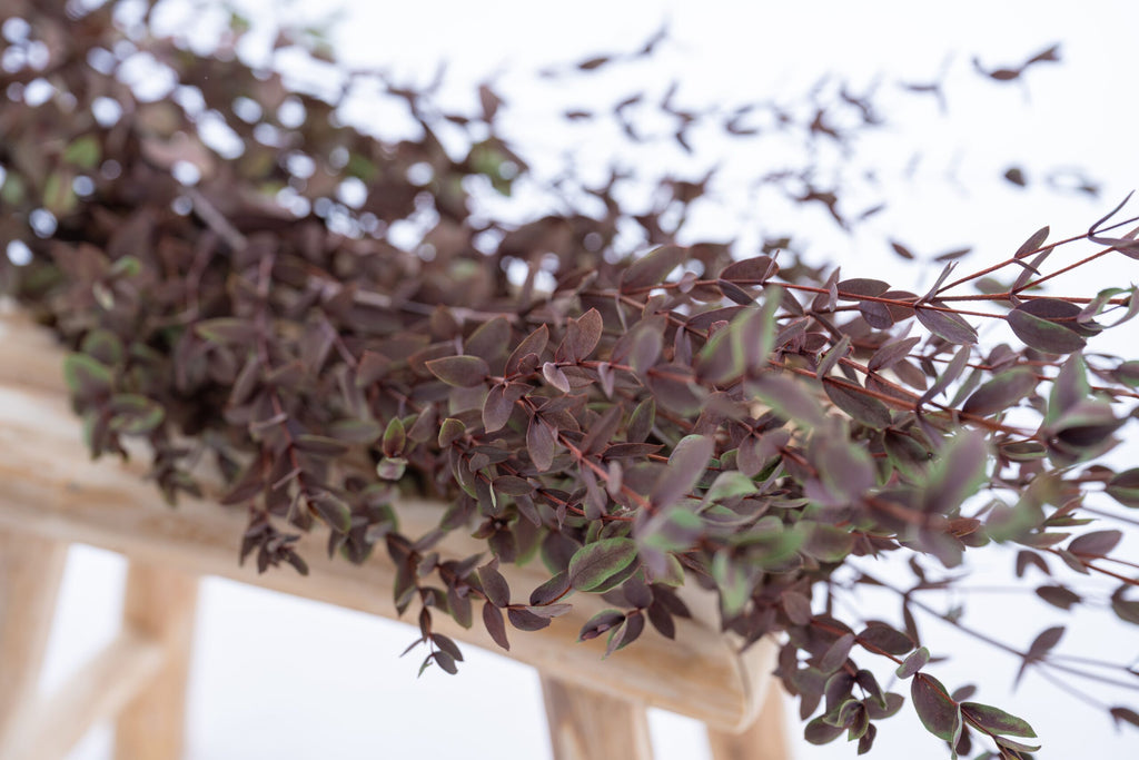 Brins d’eucalyptus parvifolia stabilisé teinte rouge violet