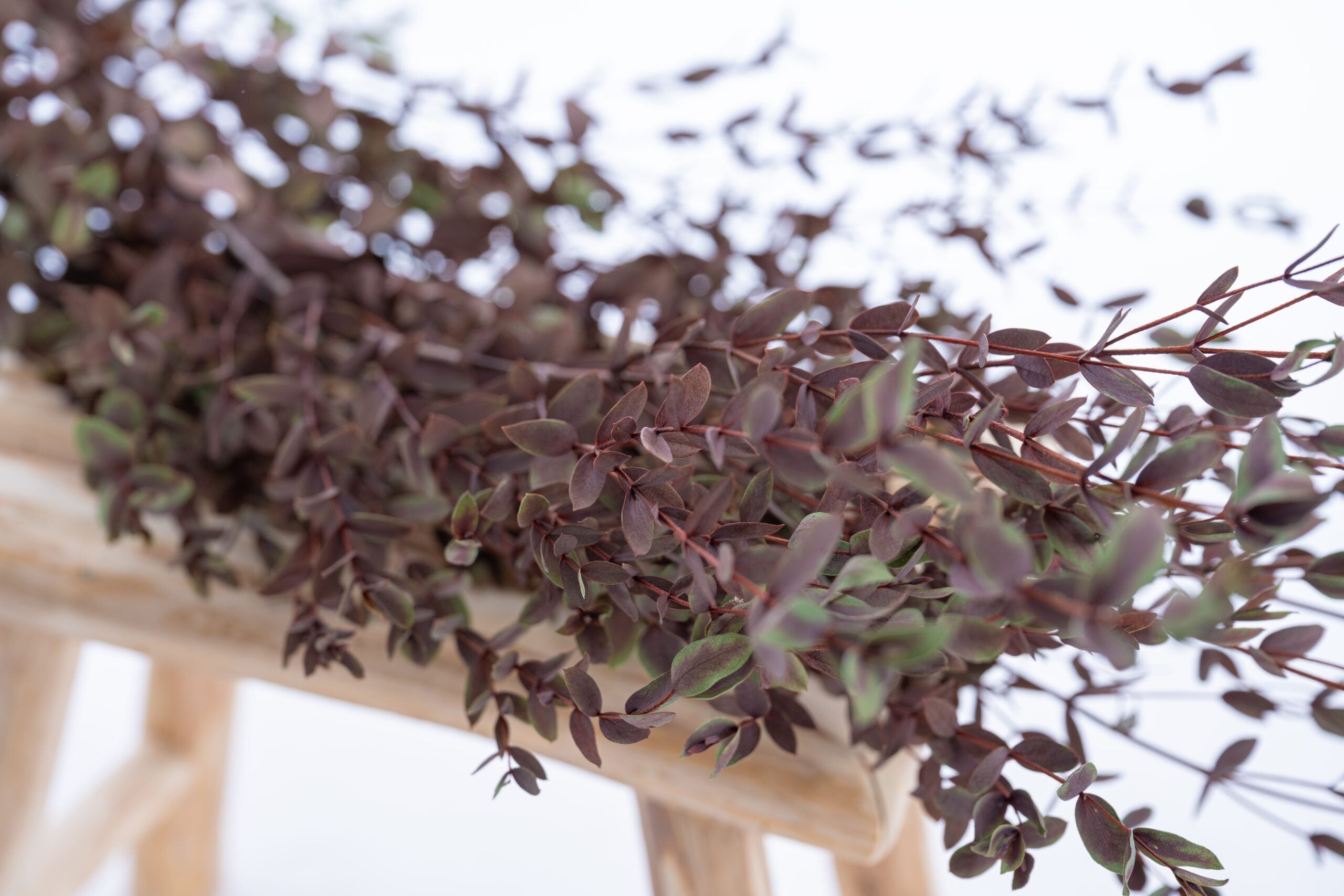 Brins d’eucalyptus parvifolia stabilisé teinte rouge violet