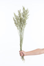 Brome séché en bottes, prêt pour la composition florale