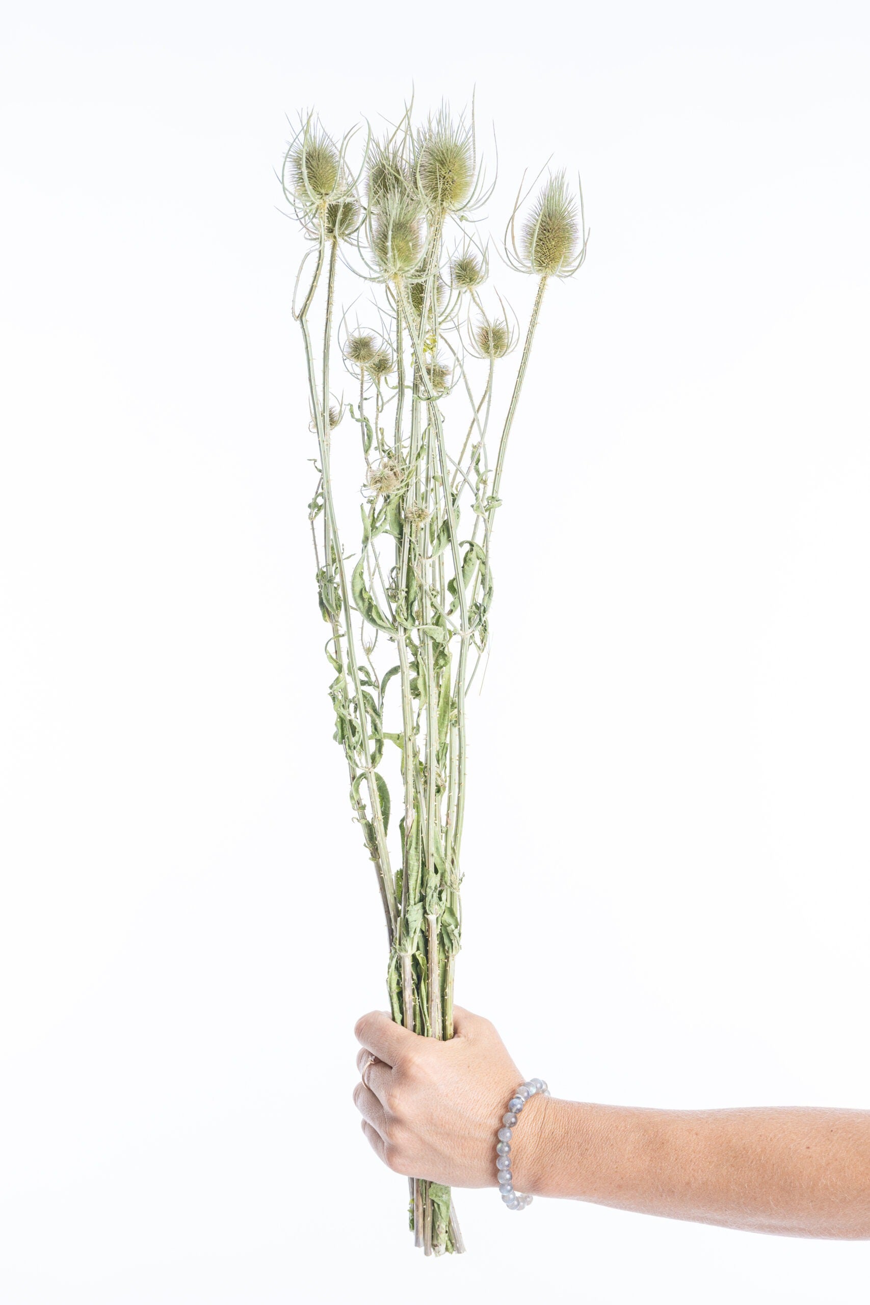 Épi de cardère séché, récolté à la main