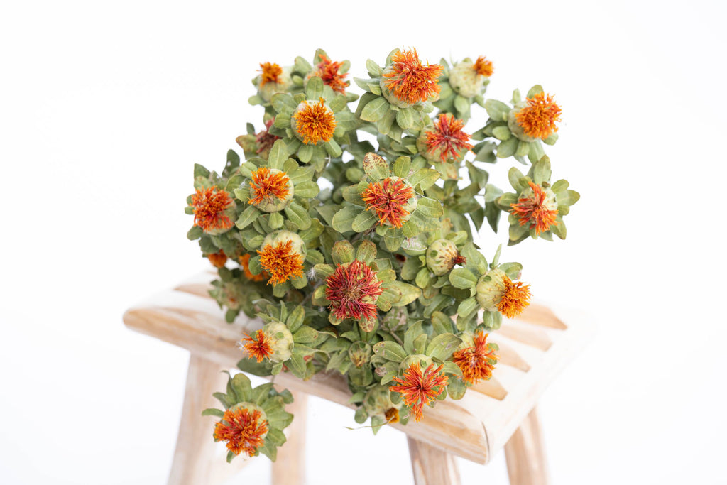 Fleurs séchées de carthamus bio cultivées en France