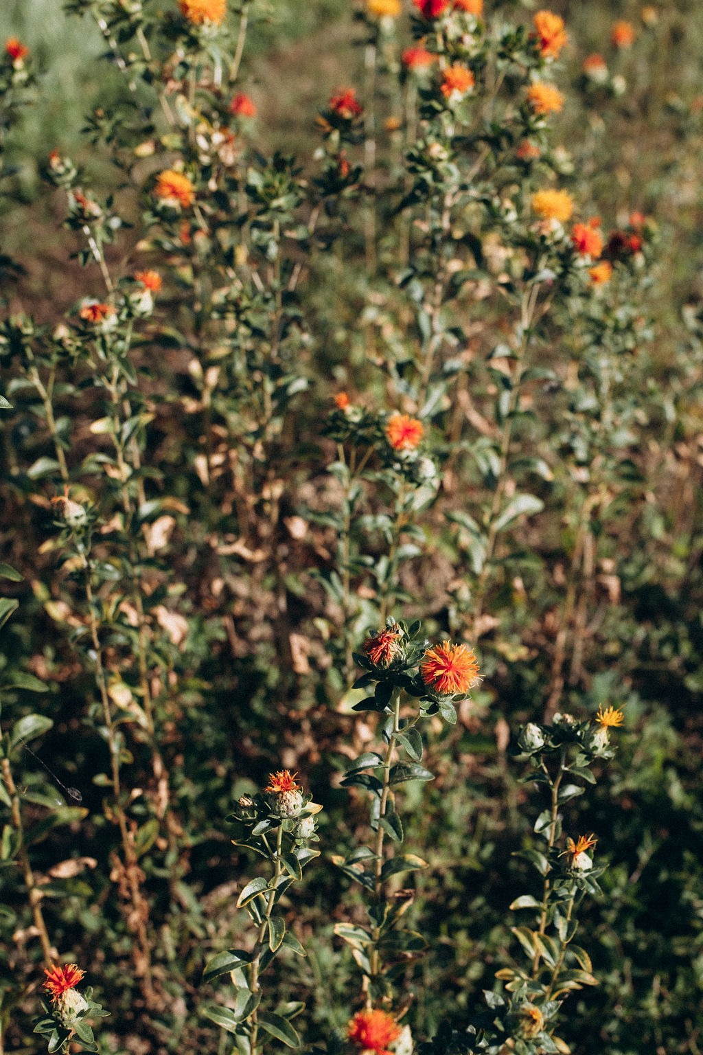 Carthame – Fleur séchée naturelle et bio