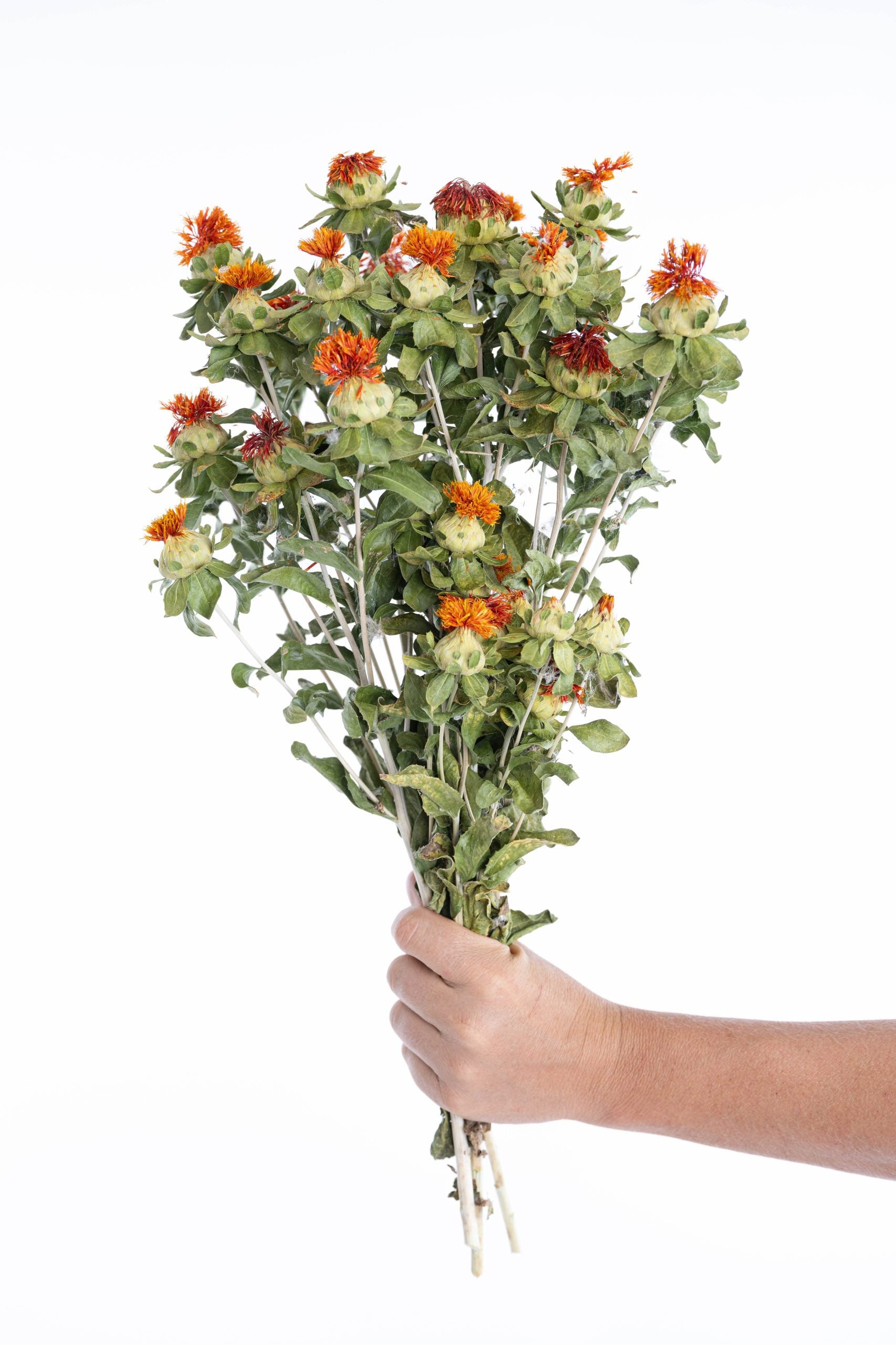 Carthamus séché bio cultivé en France en vrac