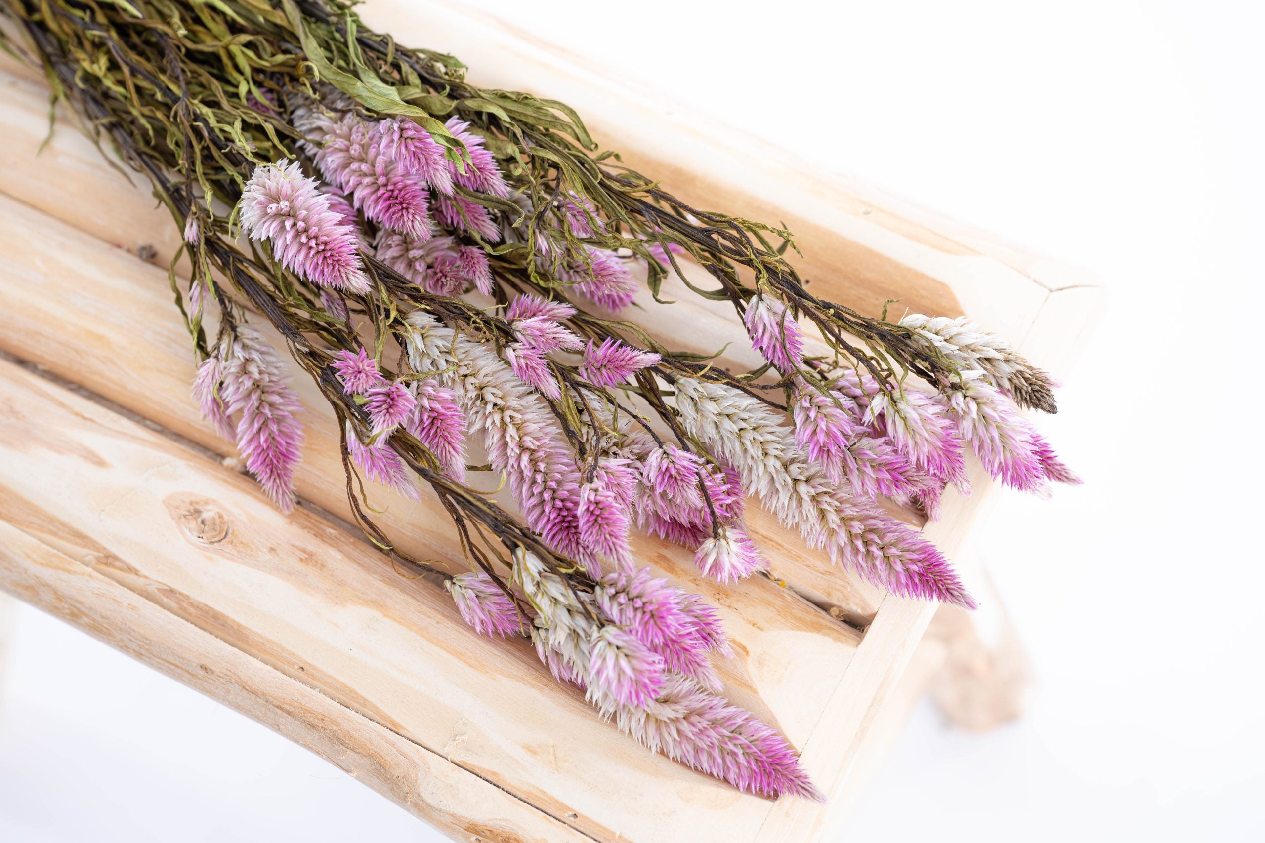 Célosie Flamingo séchée cultivée en bio dans le Gers