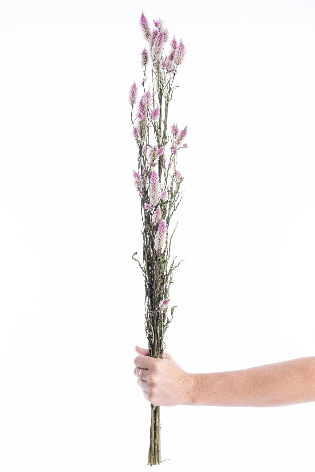 Célosie Flamingo fleur séchée bio rose pour bouquets, DIY et vrac