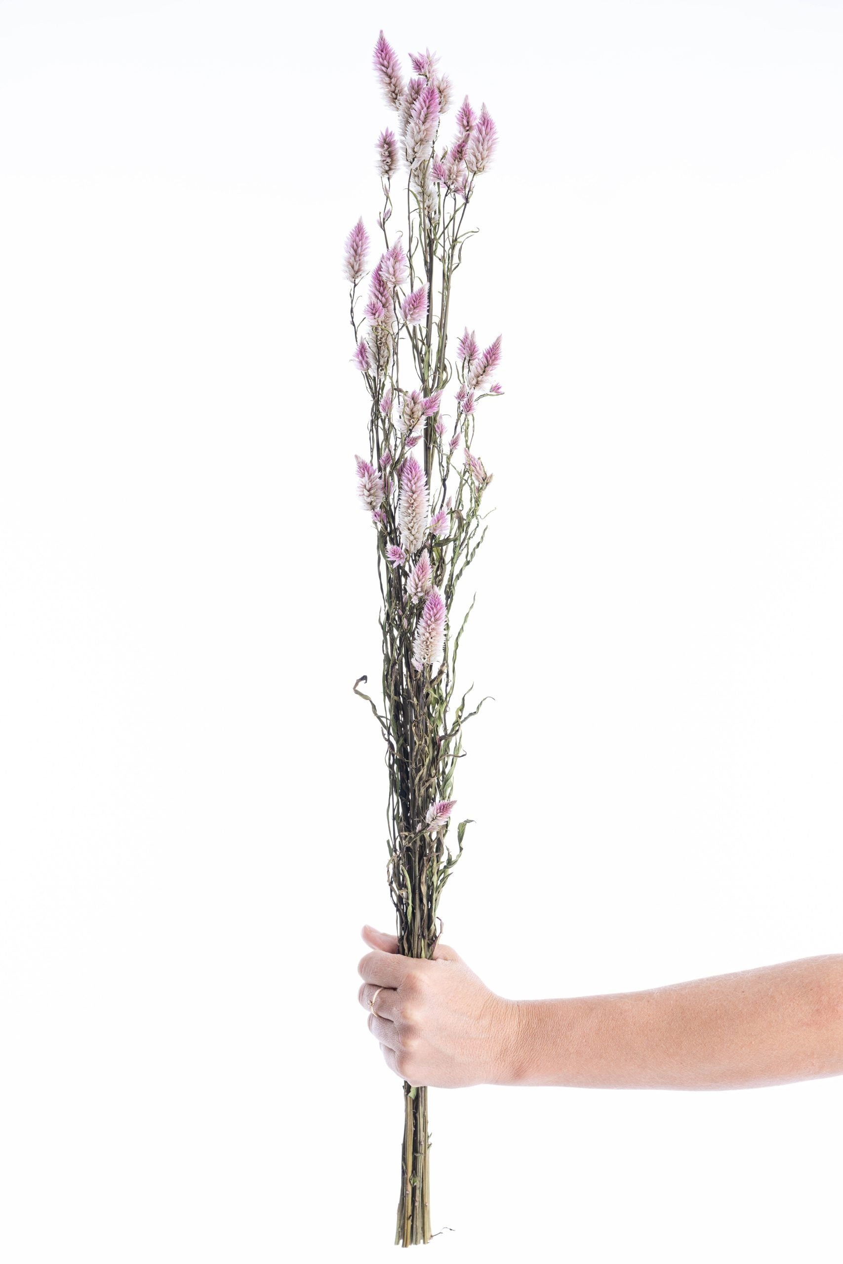 Célosie Flamingo fleur séchée bio rose pour bouquets, DIY et vrac