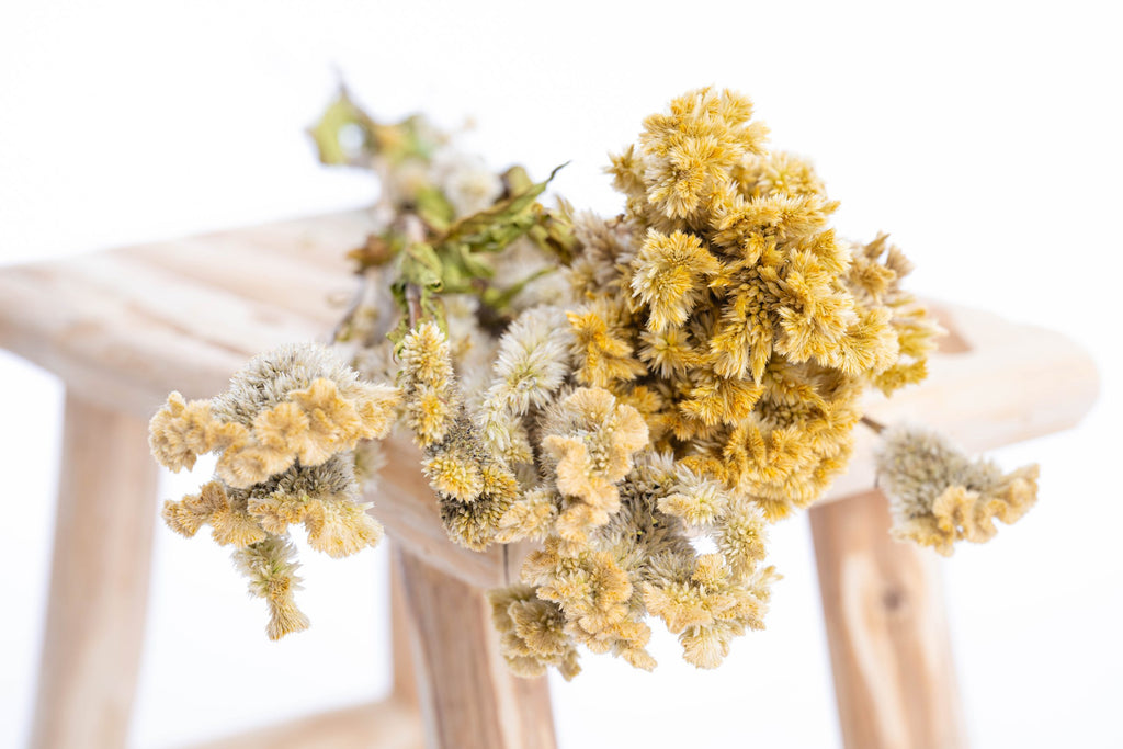 Célosie cristata séchée bio cultivée en France