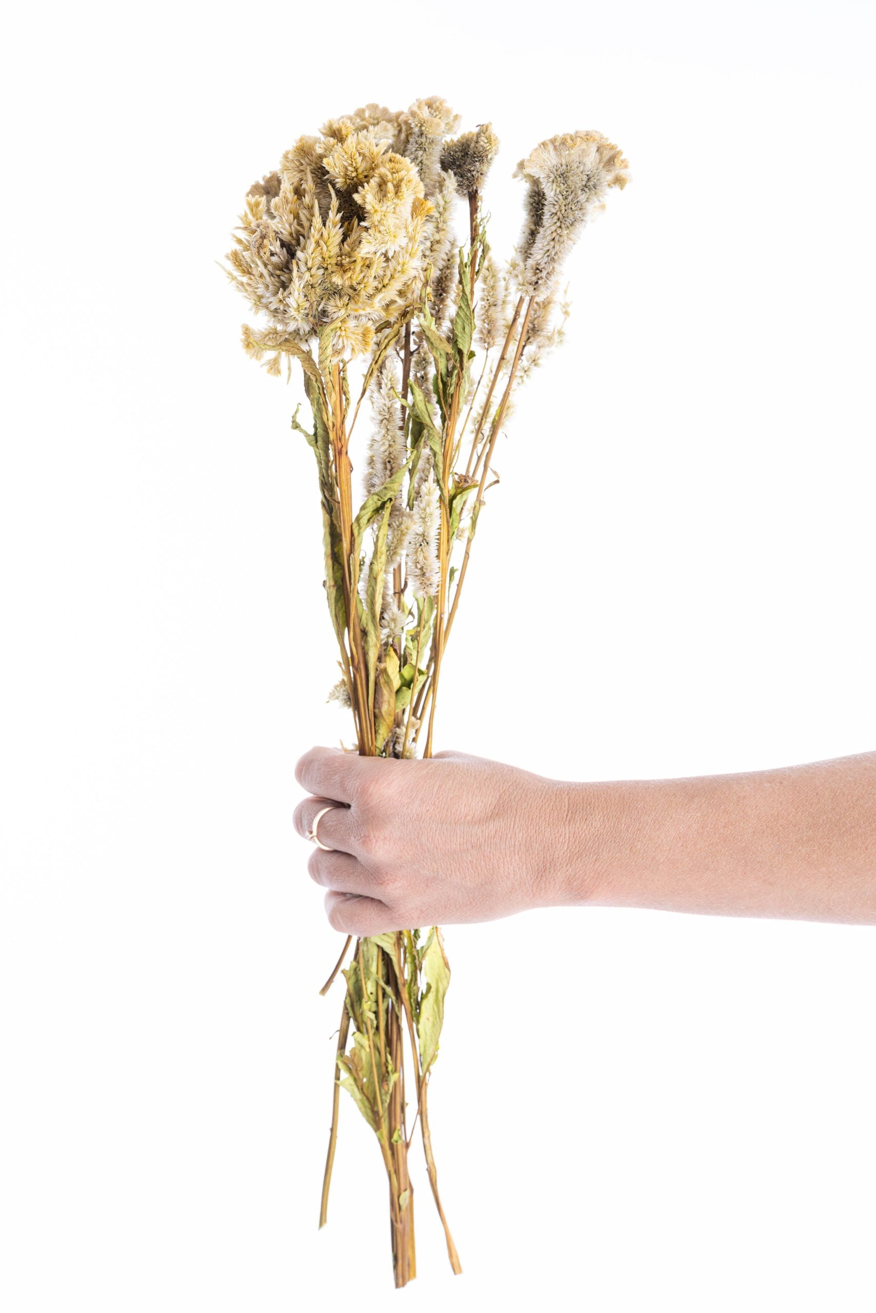 Tige de célosie séchée pour créations florales DIY