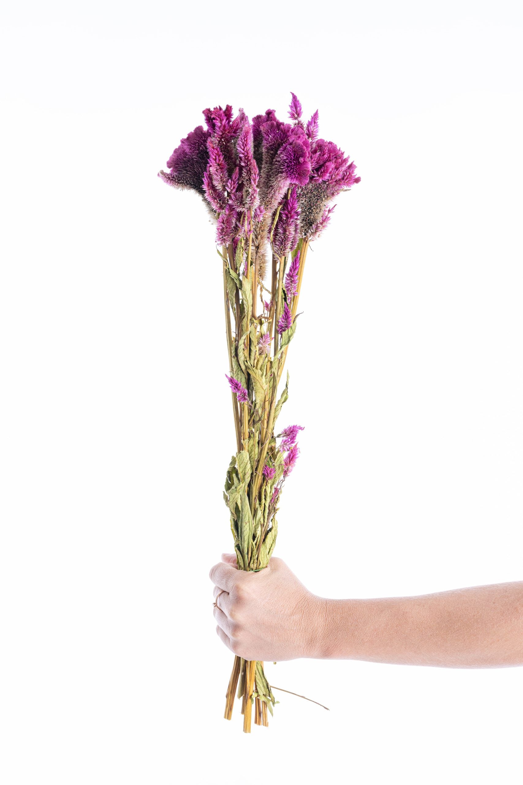 Fleur de célosie séchée pour compositions artisanales