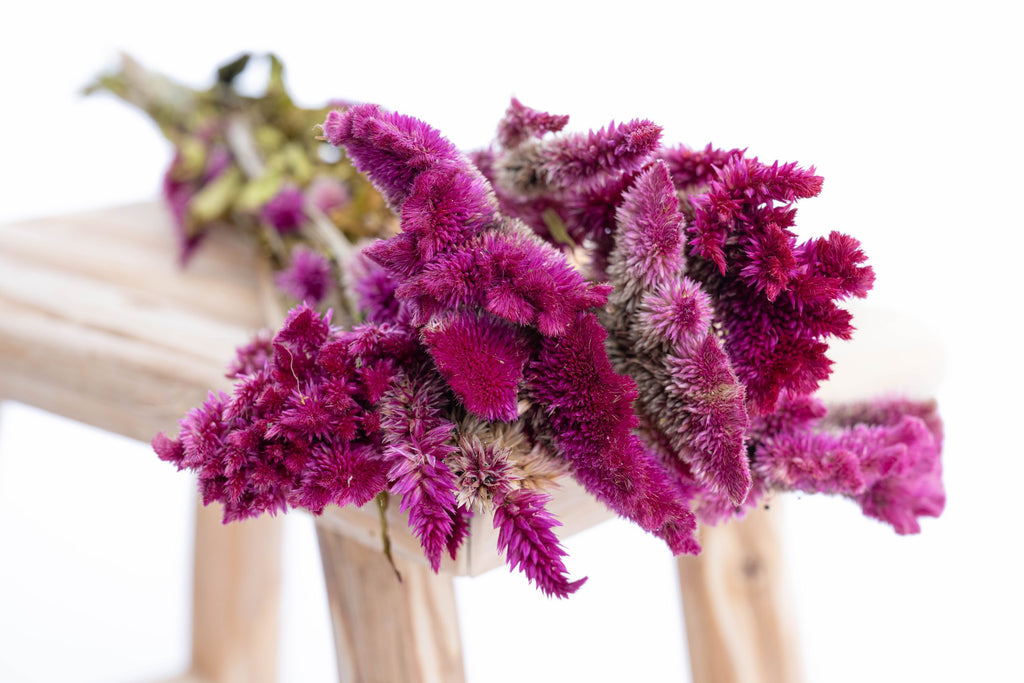 Célosie séchée bio cultivée en France