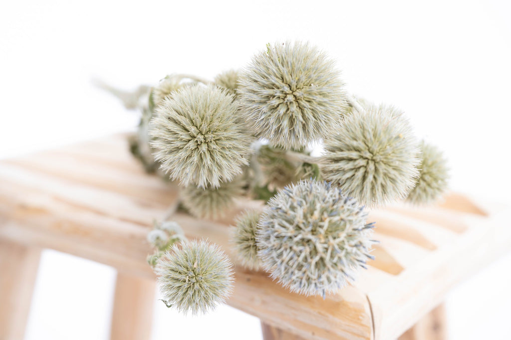 Chardon blanc séché bio français en vrac