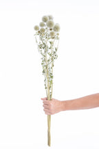 Chardon blanc séché pour décoration naturelle