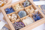 coffret-fleurs-sechees-bleues-details