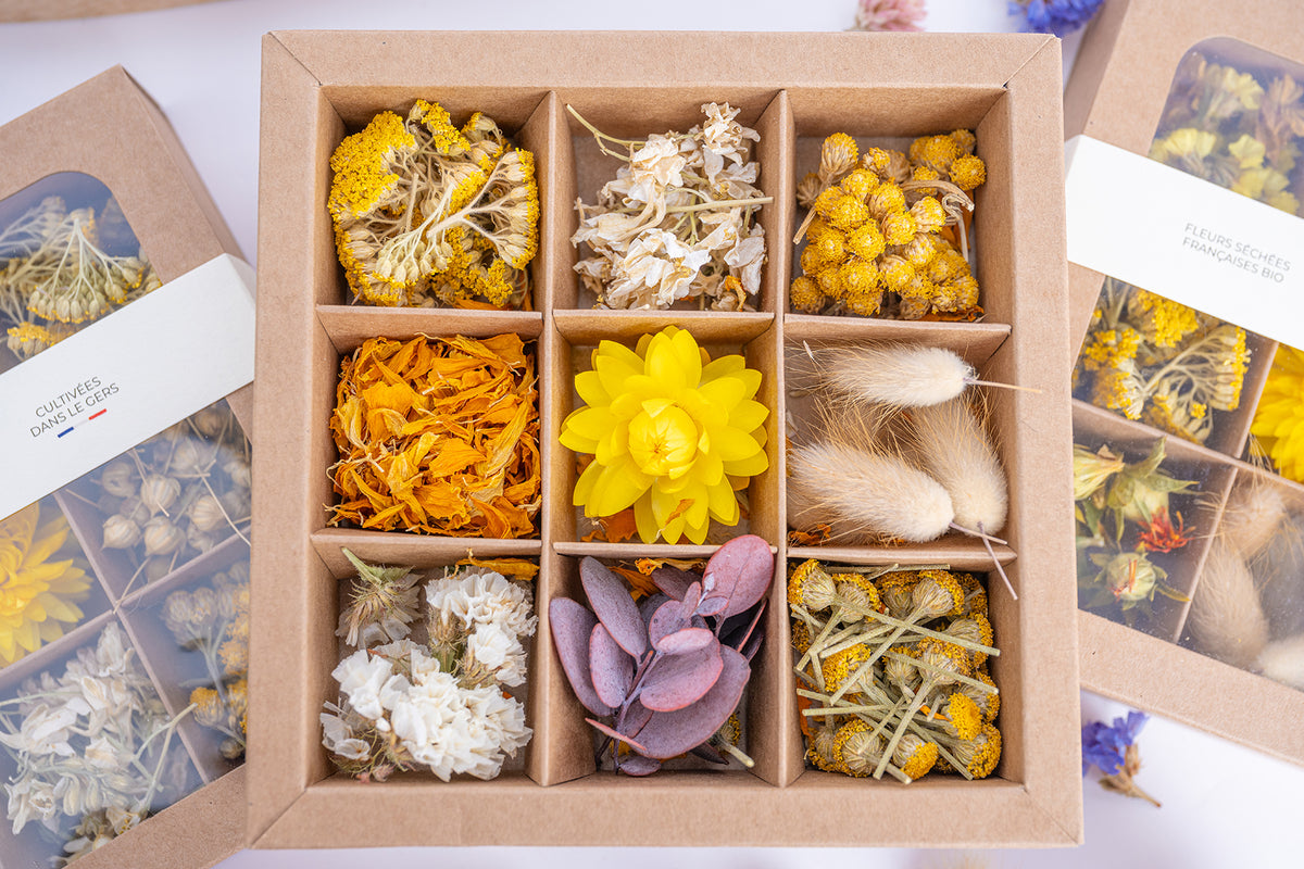 Coffret Tons jaunes Terralya ouvert, présentant neuf compartiments de têtes de fleurs séchées jaunes, blanches et naturelles, avec immortelles, lagurus et autres végétaux.