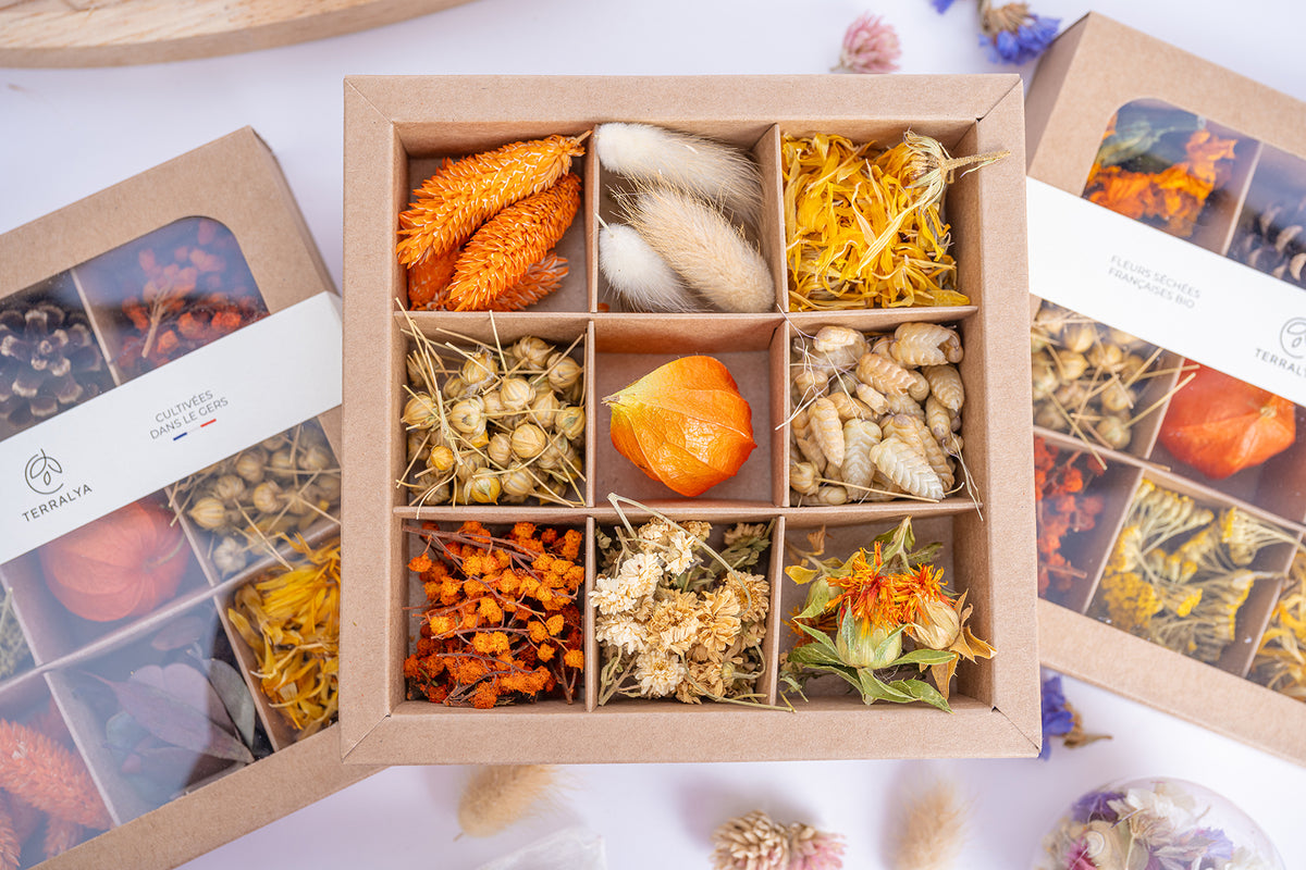Gros plan sur les neuf compartiments du coffret Terralya Tons orangés, avec fleurs séchées orange, lagurus naturels, physalis et capsules de lin pour les loisirs créatifs.