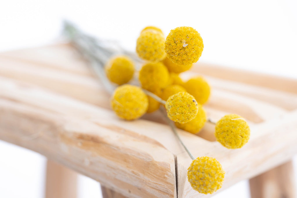 Craspédia fleur séchée jaune bio en vrac France