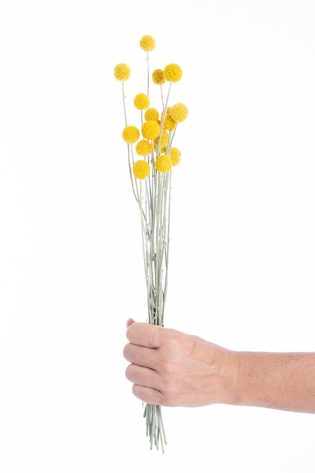 Craspédia séchée bio en bottes pour grossiste