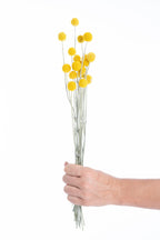 Craspédia séchée bio en bottes pour grossiste