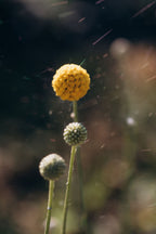 Craspédia séchée bio, boule jaune décorative