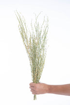 Cresson séché bio pour décoration florale