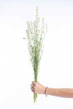 Delphinium blanc séché bio en botte, fleurs françaises naturelles