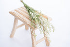 Delphinium blanc séché bio naturel en botte