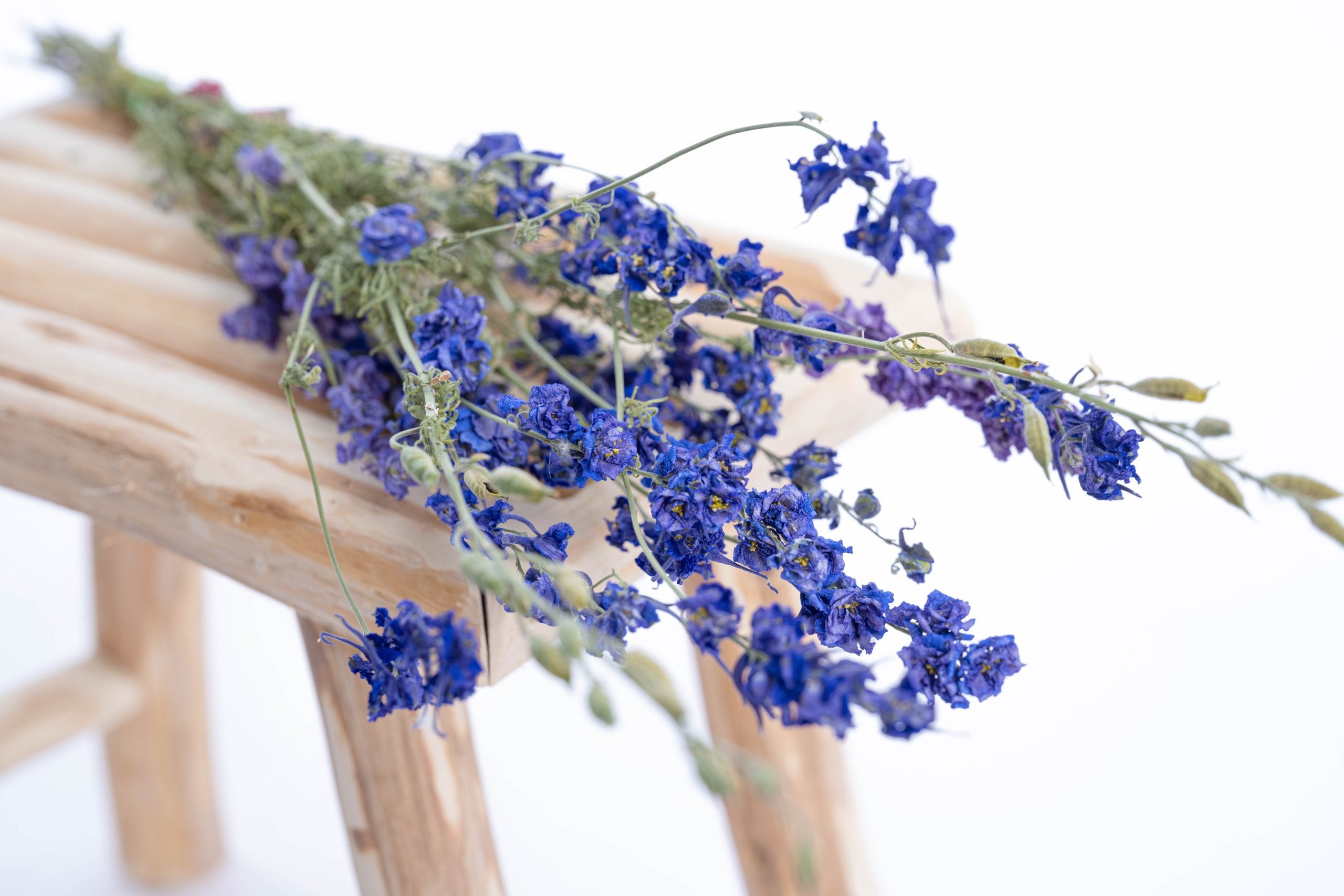 Delphinium séché français en bouquet vrac