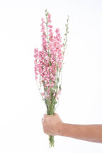 Delphinium séché couleur rose