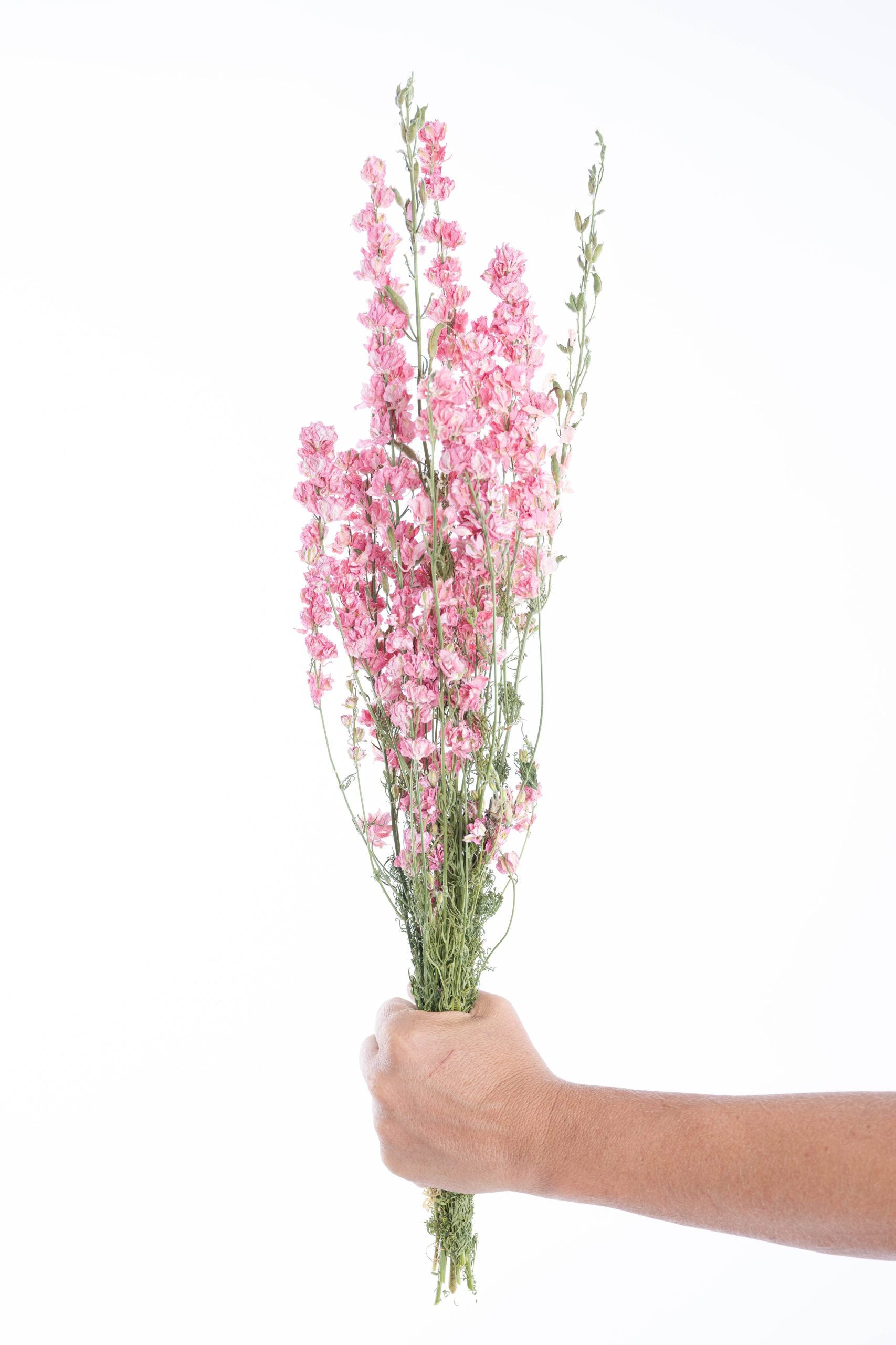 Delphinium séché couleur rose