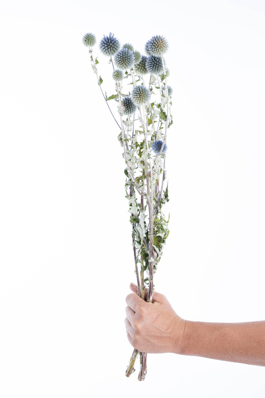 Tiges d’echinops ritro séchées bio pour professionnels