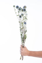 Tiges d’echinops ritro séchées bio pour professionnels