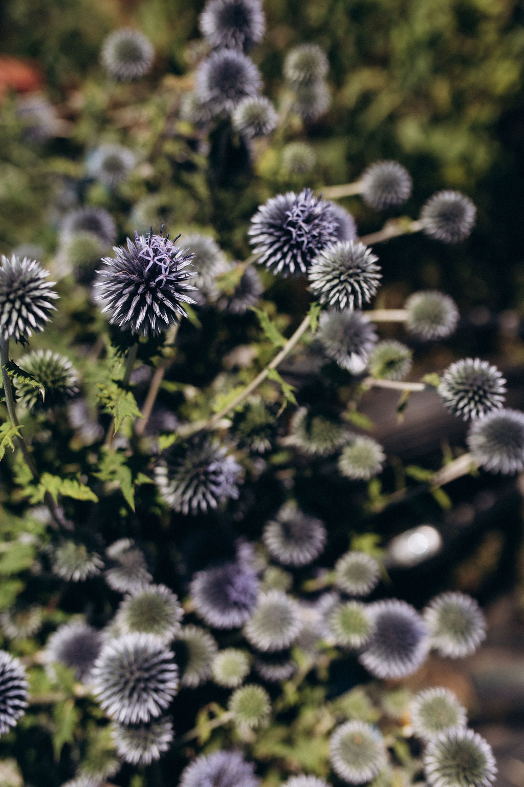 Chardon bleu séché bio en bouquet