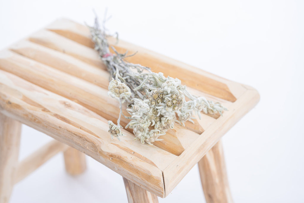 Fleur d’edelweiss cultivée naturellement à la ferme Terralya