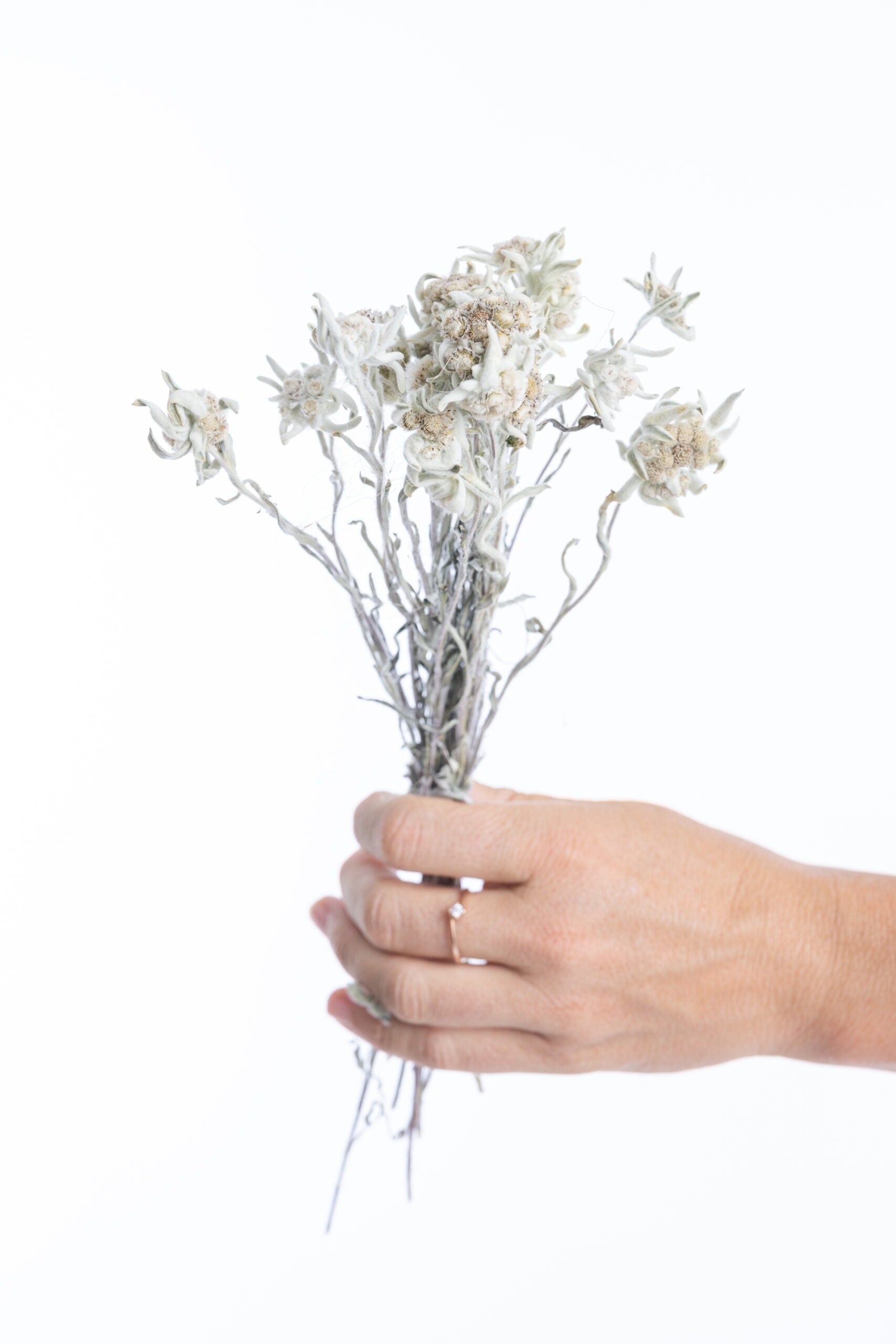 Tige d’edelweiss bio récoltée à la main dans le Gers