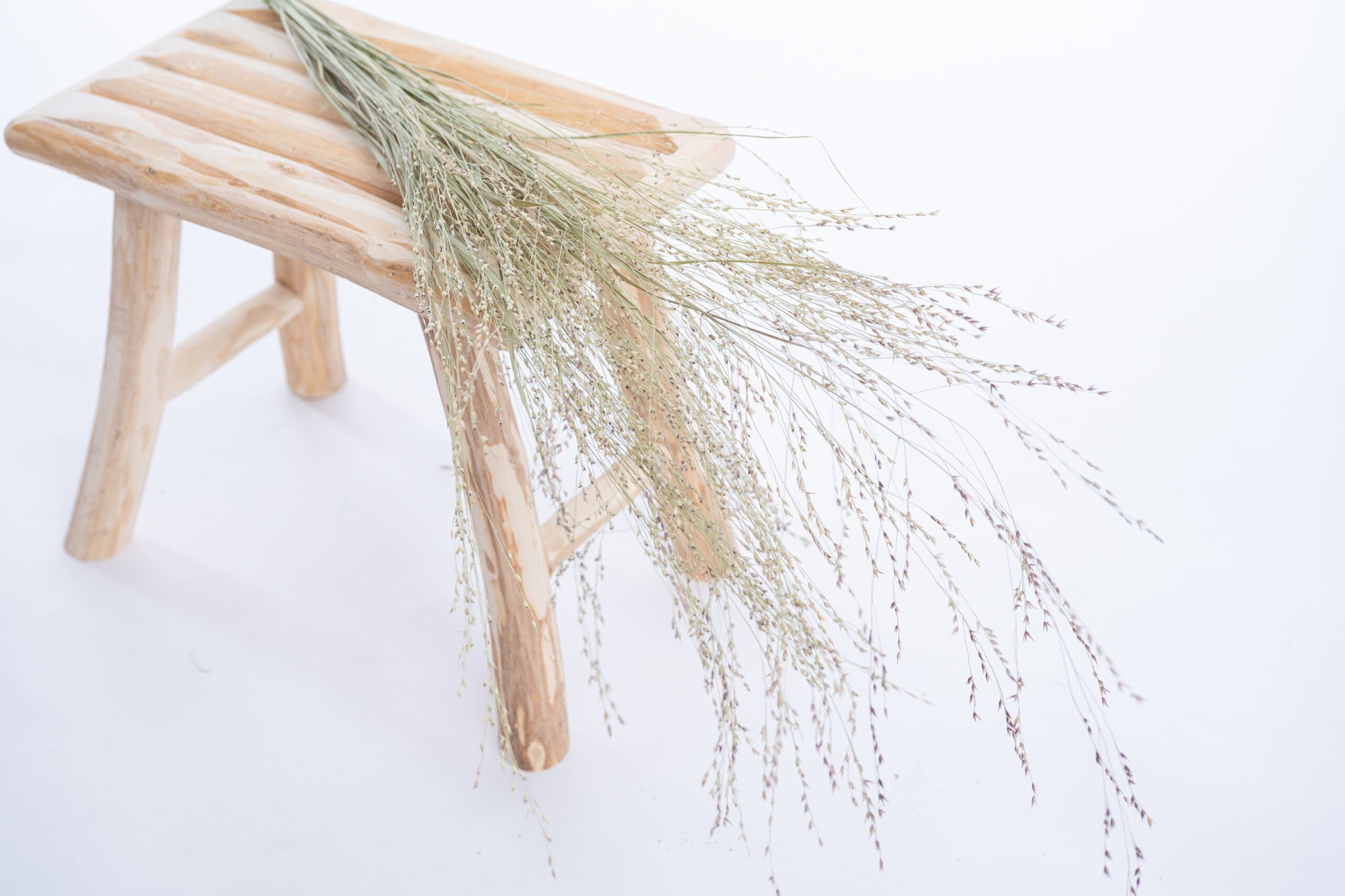 Graminée fine et légère photographiée en gros plan