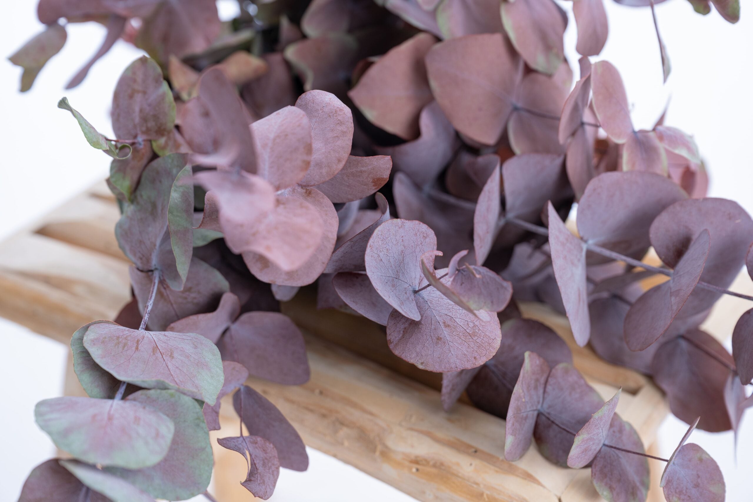 Feuillage d’eucalyptus coloré et stabilisé, reflets prune