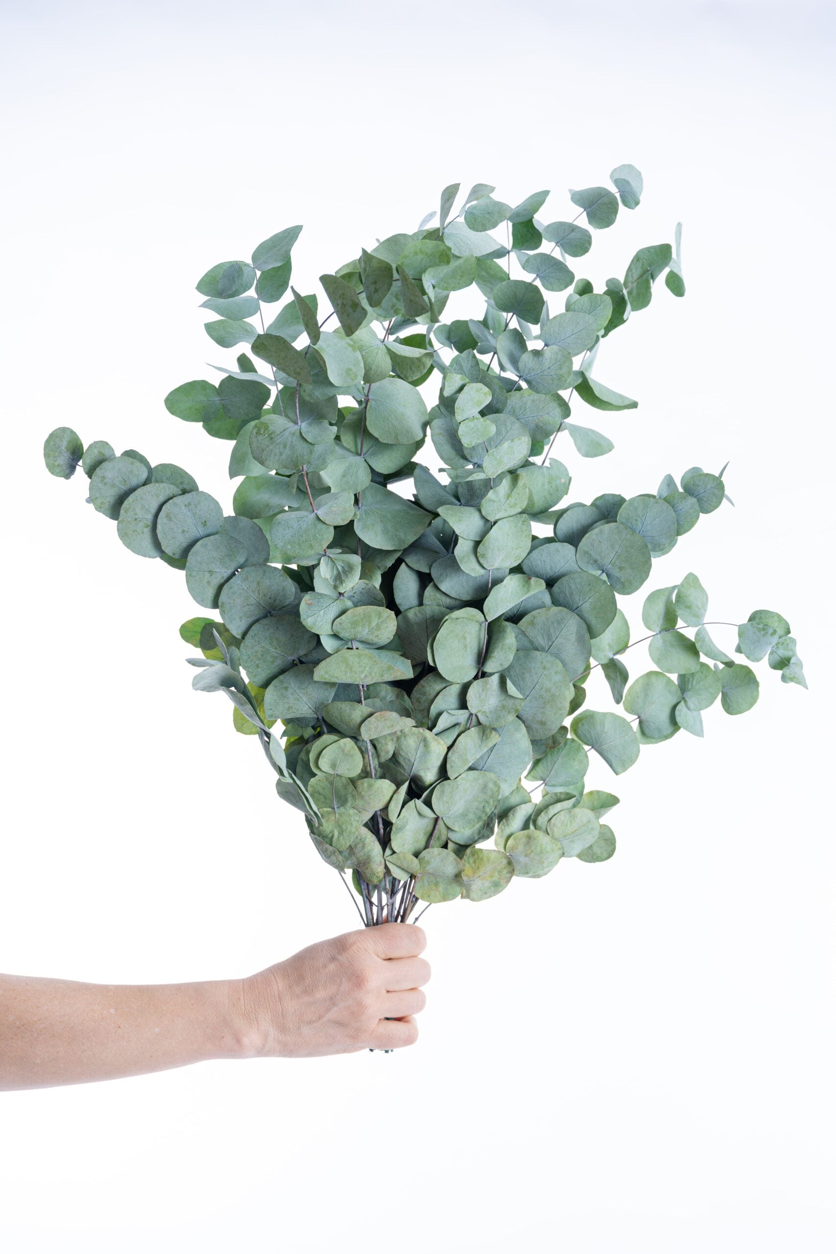 Eucalyptus cinerea stabilisé en feuillage décoratif vert